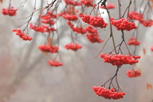 Mountain ash branches in late autumn