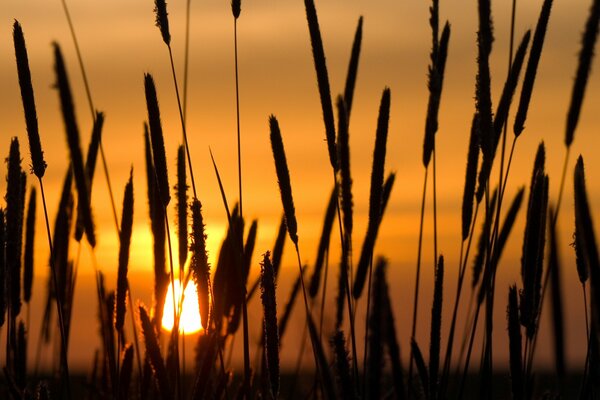 Spighette al tramonto arancione