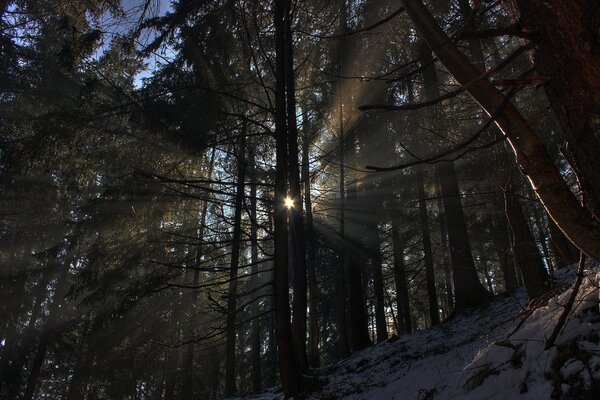 Schöne Sonne im Winterwald