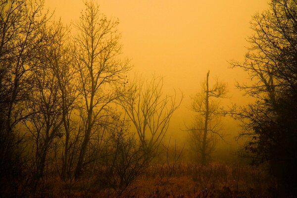 Amanecer en el bosque de niebla de la mañana