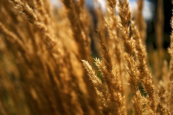 Makro fotografowanie suchej trawy w terenie