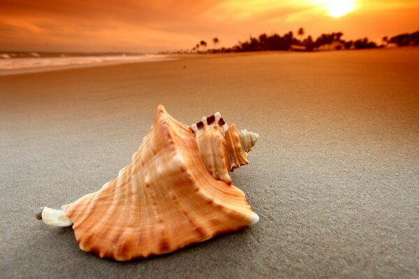 A large seashell on the seashore