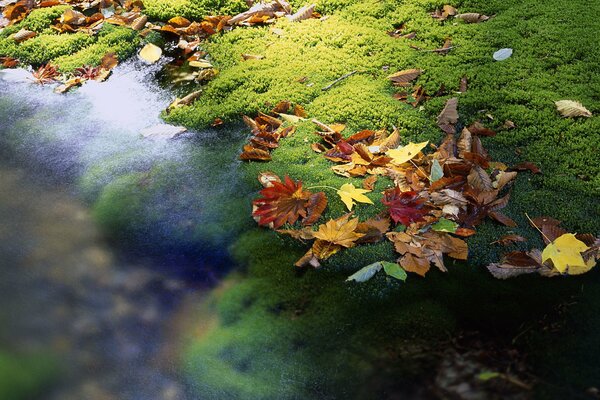 Autumn leaves in a stream in Japan