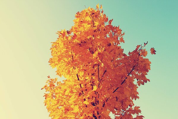 A tree with golden foliage against the sky