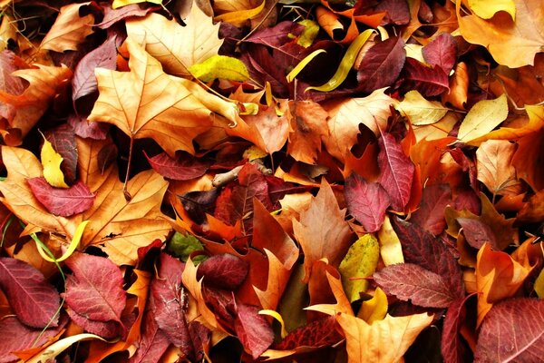 Red and yellow color of the leaves