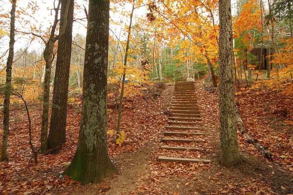 Paisaje acogedor del bosque de otoño