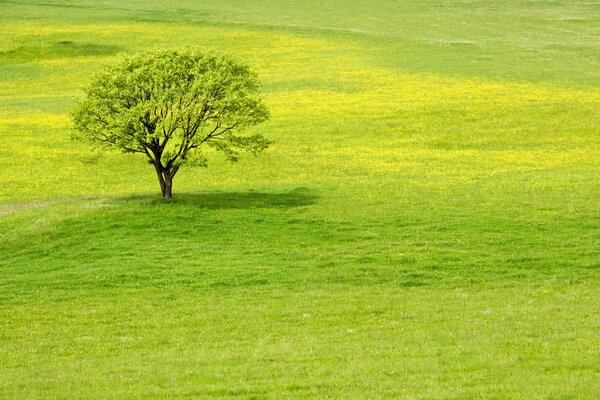 Vision juteuse: herbe, arbre, verdure