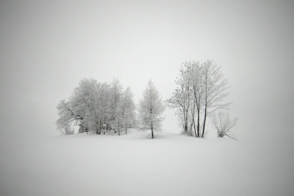 Paysage d hiver concis avec des arbres