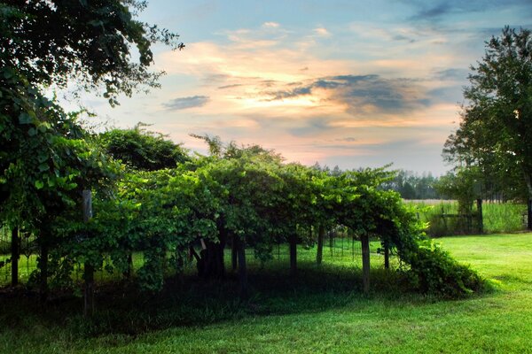 Foto del viñedo en fondo verde