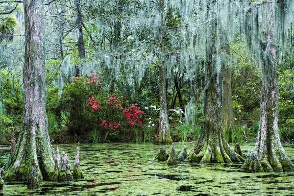 The sunken forest. Swamp. Landscape