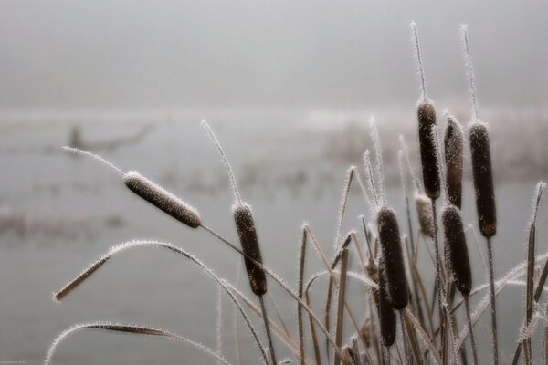 Reeds in frost on the background of the river