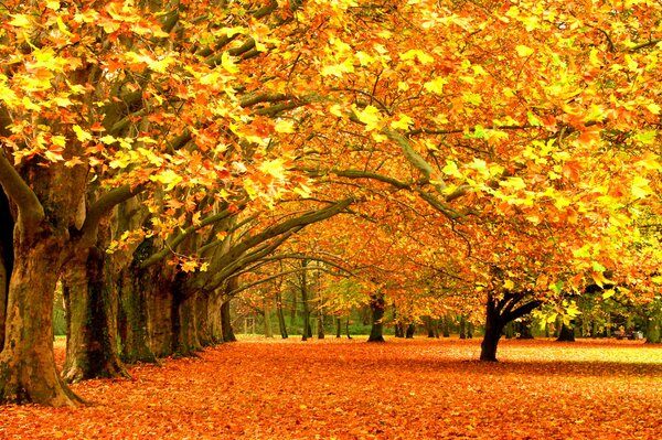 Automne chute des feuilles et photographe