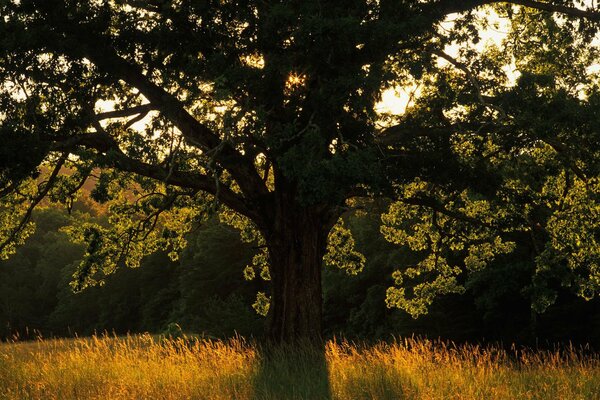 Los rayos de luz se abren paso a través de la corona del árbol