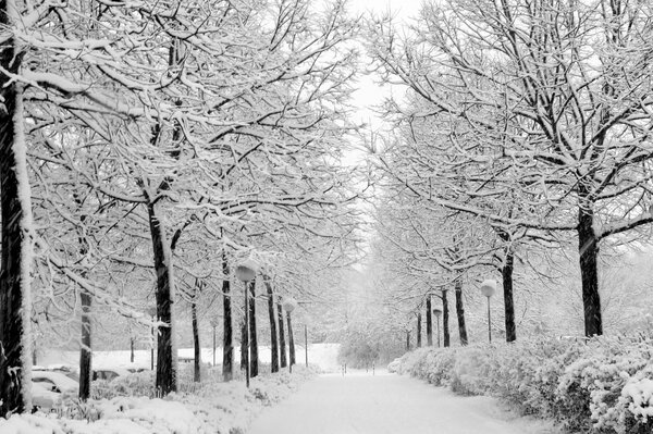 Ein Spaziergang in der Natur durch den Winterpark