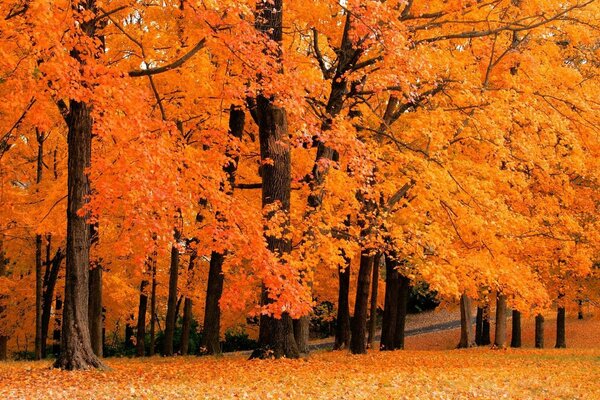 Autumn nature of the forest in the park