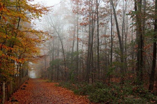 Die ganze herbstliche Schönheit im goldenen Wald