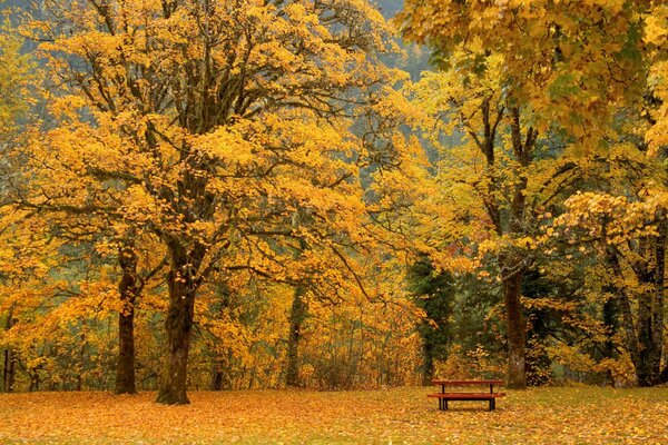 Sehr schöner Herbst im Wald. Die Bank wartet auf ihre ähnlichen