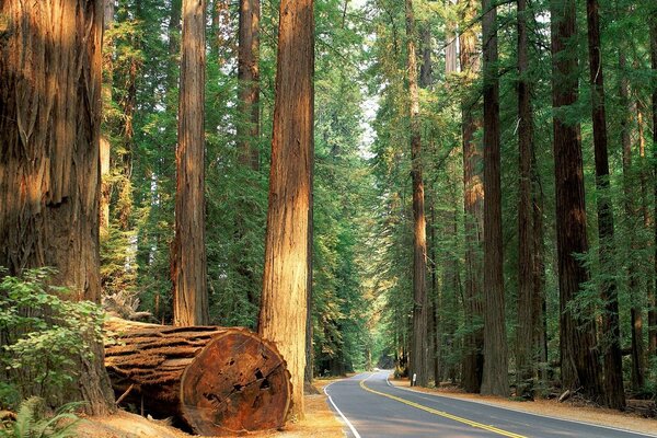 Près de la route du Pô au milieu de la forêt se trouve un grand arbre