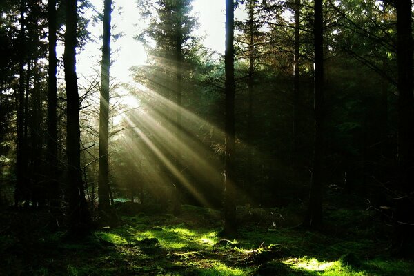 Sonnenstrahlen im Kiefernwald