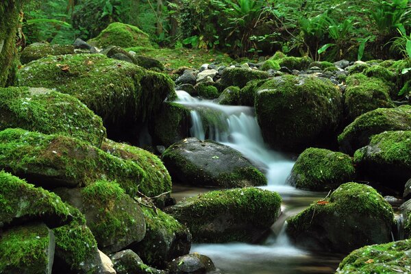 Un ruscello sonoro scorre lungo una bellissima cascata tra le pietre