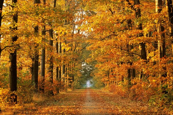 Autumn time. Alley in the park