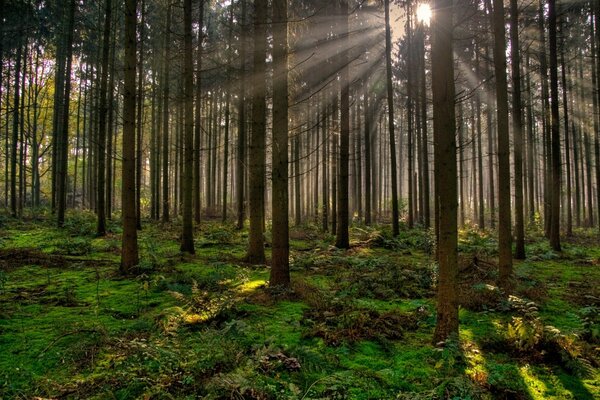 Die Sonnenstrahlen brechen durch die Bäume