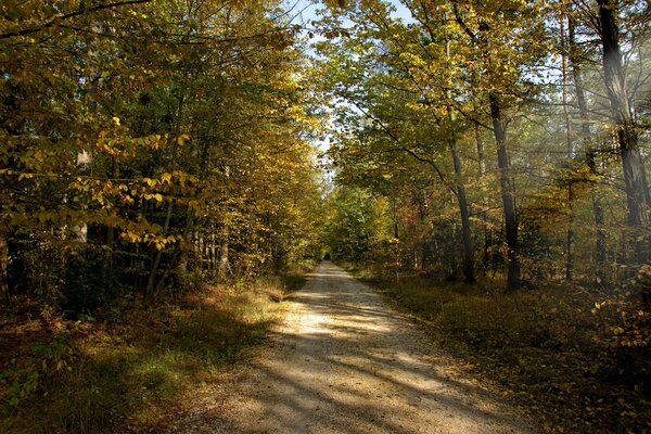 A path in the autumn forest