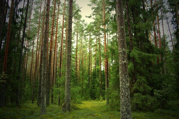 Зеленая тропа в лесу следи елей