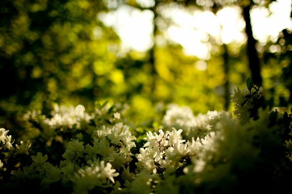 La belleza de la naturaleza de las flores en el bosque