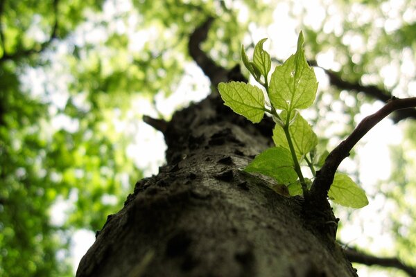 Tronc d arbre de bas en haut