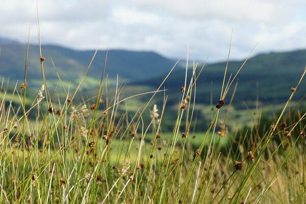 Bois mort et herbe sur fond de sommets de montagne