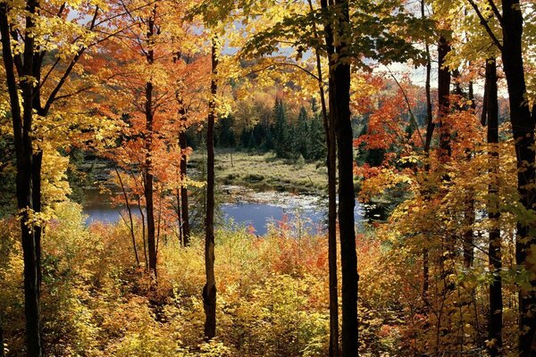 The trees are turning black in the swamp this golden autumn