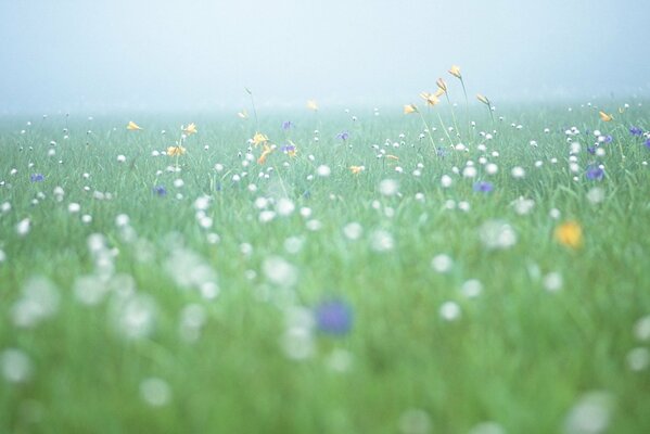 Fresh morning field