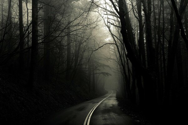 A mysterious road in a foggy forest