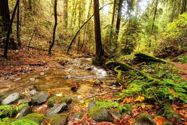 Ein Bach im Wald durch die Steine