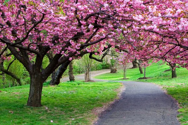 A path in the park through the trees