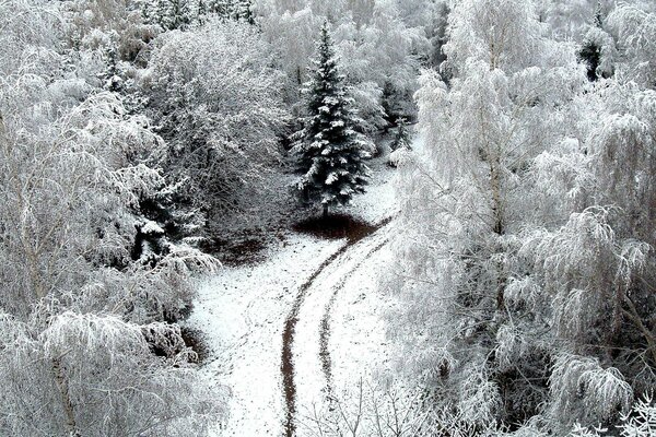 Winter landscape. Forest Road