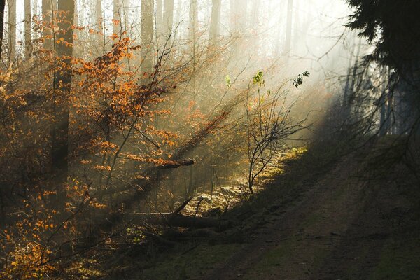 Alba autunnale nella foresta più spesso