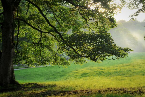 A beautiful tree in a magical clearing