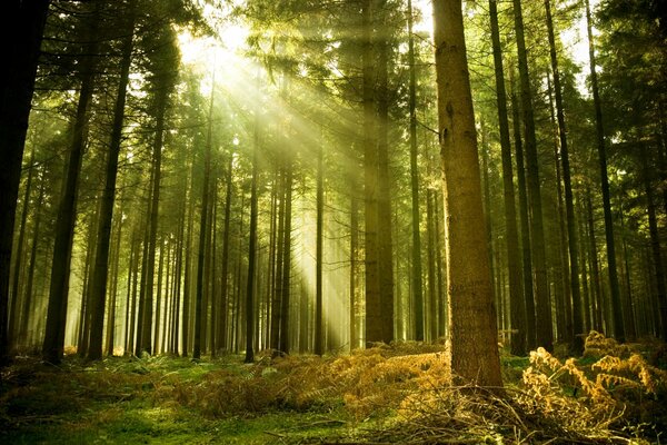 Les rayons du soleil illuminent la forêt