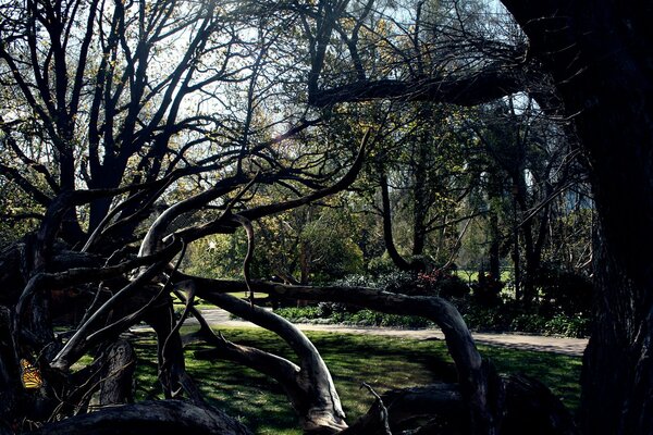 El anfitrión de la tela se escondió detrás de las ramas de los árboles