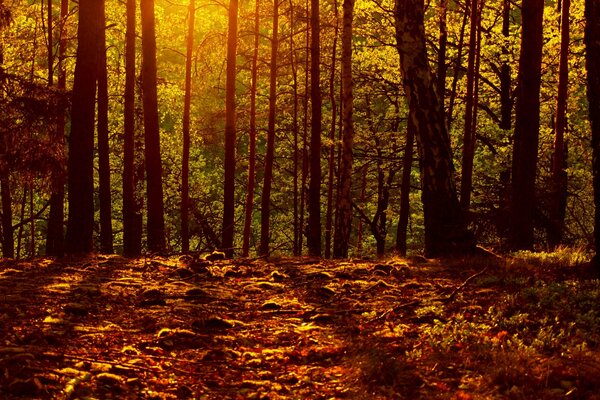 Strahlen leuchten durch die Herbstbäume