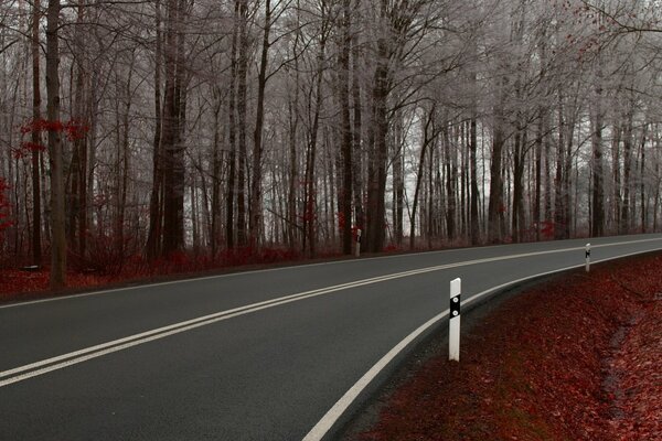 Die Straße entlang der Herbstbäume