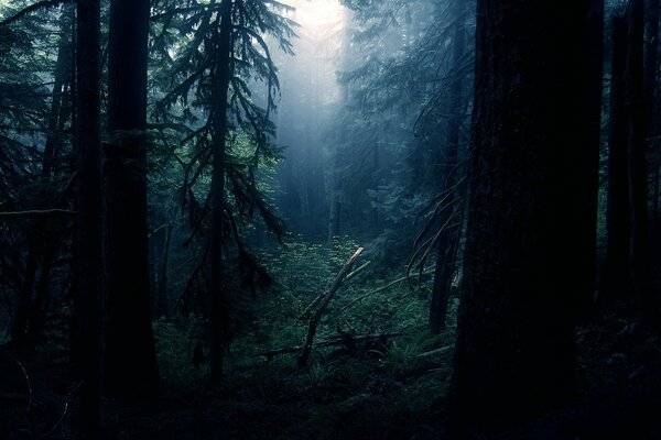 Nature in the forest in the dark