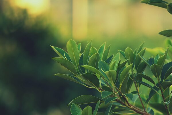 A branch with juicy, green foliage