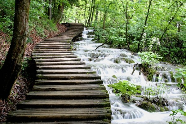 Holztreppe über dem Waldbach