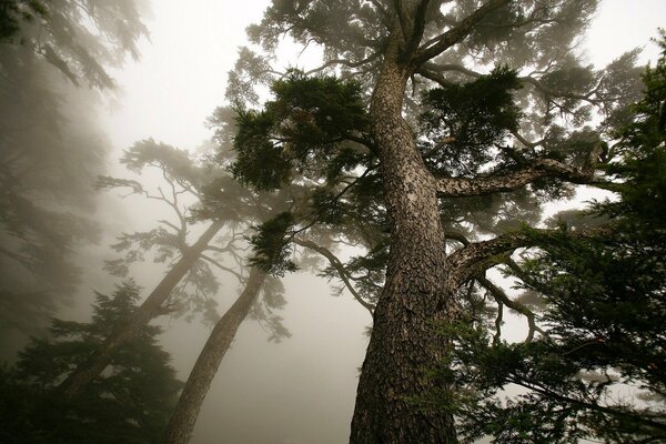 Brouillard dispersé dans la forêt de pins