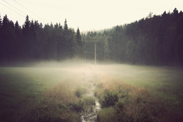 Il bordo davanti alla foresta è annegato nella nebbia