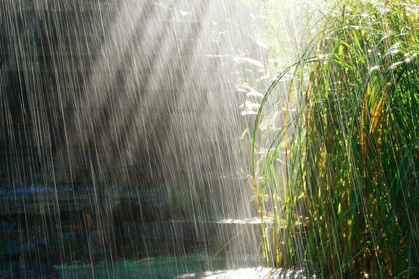 Gotas de lluvia y sol de verano