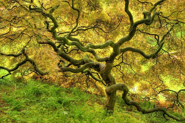 Árbol de oro en un claro soleado